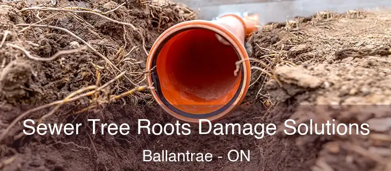  Sewer Tree Roots Damage Solutions Ballantrae - ON